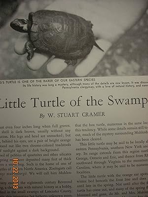 Seller image for Article: Little Turtle of the Swamp for sale by Hammonds Antiques & Books