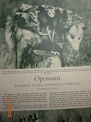 Image du vendeur pour Article: Opossum mis en vente par Hammonds Antiques & Books