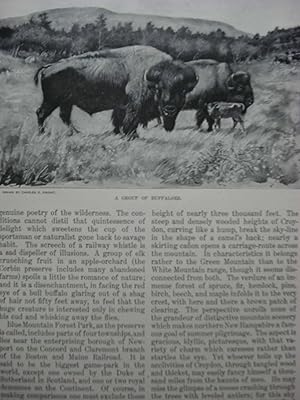 Seller image for Article: Wild Animals in a New England Game-Park The Corbin Game Preserve for sale by Hammonds Antiques & Books