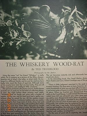 Seller image for Article: the Whiskey Wood-Rat for sale by Hammonds Antiques & Books