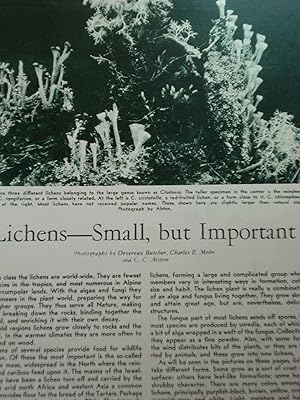 Image du vendeur pour Article: Lichens--Small, but Important mis en vente par Hammonds Antiques & Books