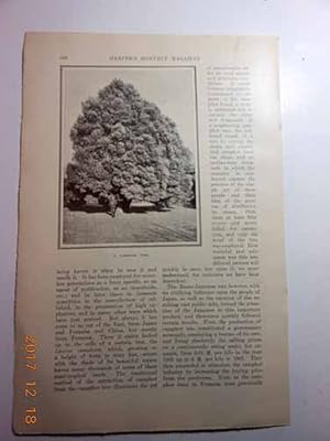 Seller image for Article: Camphor: an Industry Revolutionized for sale by Hammonds Antiques & Books