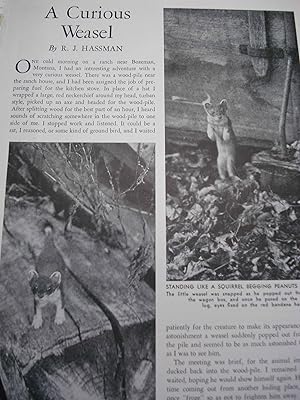 Seller image for Article: a Curious Weasel; Weed Patches and Waste Places for sale by Hammonds Antiques & Books