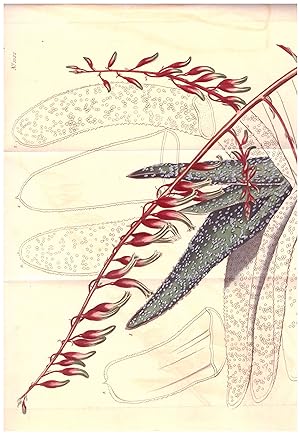 Aloe Lingua - Common Tongue-Aloe. Altkolorierter Kupferstich (Aus: Curtis' Botanical Magazine, No...