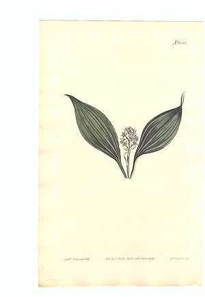 Peliosanthes Humilis - Dwarf Peliosanthes. Altkolorierter Kupferstich (Aus: Curtis' Botanical Mag...