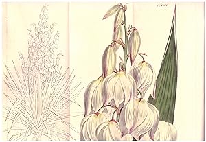 Yucca Gloriosa - Superb Adam's-Needle. Altkolorierter Kupferstich (Aus: Curtis' Botanical Magazin...