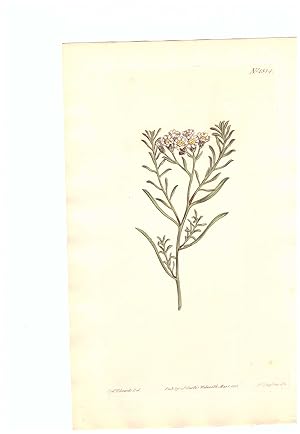 Ixodia Achilleoides - Milfoil-Like Ixodia. Altkolorierter Kupferstich (Aus: Curtis' Botanical Mag...