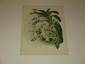 Image du vendeur pour The Orchid Album Color Lithograph of "Angraecum Chailluanum" - Orchids - Plate #440 mis en vente par rareviewbooks
