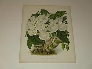 Bild des Verkufers fr The Orchid Album Color Lithograph of "Catasetum Bungerothii" - Orchids - Plate #352 zum Verkauf von rareviewbooks