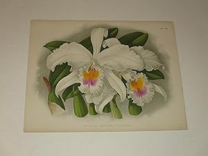 Image du vendeur pour The Orchid Album Color Lithograph of "Cattleya Labiata Foleyana" - Orchids - Plate #497 mis en vente par rareviewbooks
