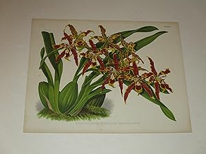 Image du vendeur pour The Orchid Album Color Lithograph of "Odontoglossum Cuspidatum Xanthoglossum" - Orchids - Plate #390 mis en vente par rareviewbooks