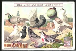 Bild des Verkufers fr Sammelbild Liebig, Tauben zum Verkauf von Bartko-Reher