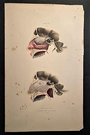 (The organ of smell, featuring 9 insets of the nose.) ANATOMICAL PRINT.