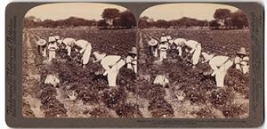 Stereo-Fotografie Underwood, Underwood, New York, Ansicht Irapuato / Mexiko, Landarbeiter ernten ...