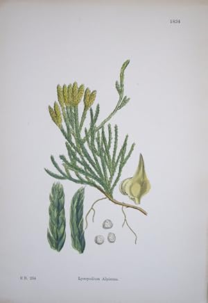 Seller image for Cryptogamia. Lycopodium Alpinum. Savin-leaved Club-moss. for sale by theoldmapman