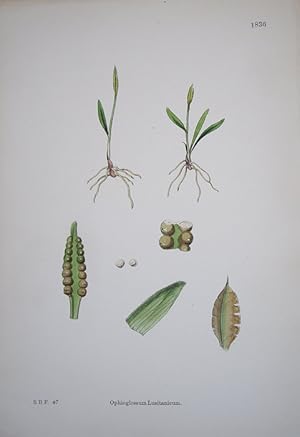 Seller image for Ophioglossum Lusitanicum. Dwarf Adder s Tongue. for sale by theoldmapman