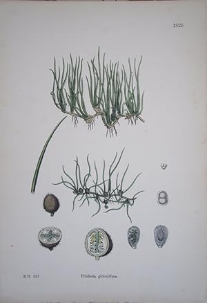 Seller image for Cryptogamia. Pilularia Globulifera. Pillwort, or Pepper-Grass for sale by theoldmapman