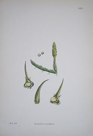 Seller image for Cryptogamia. Lycopodium Inundatum. Marsh Club-moss. for sale by theoldmapman