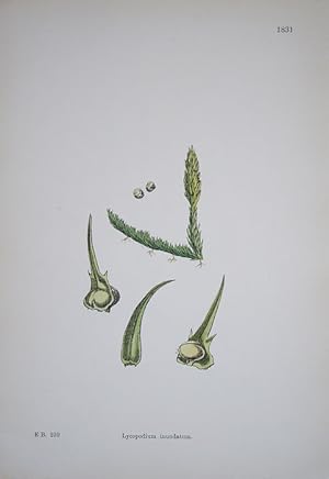 Immagine del venditore per Cryptogamia. Lycopodium Inundatum. Marsh Club-moss. venduto da theoldmapman