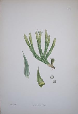 Immagine del venditore per Cryptogamia. Lycopodium Selago. Fir Club-moss. venduto da theoldmapman