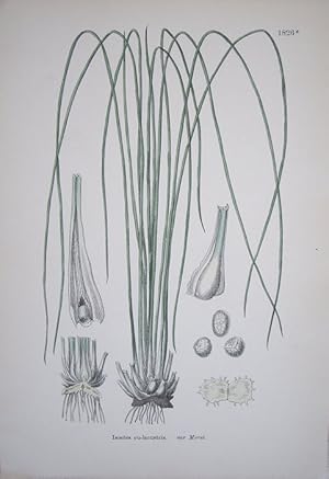 Immagine del venditore per Cryptogamia. Isoetes Eu-Lacustris. Var Morei. Lake Quillwort. venduto da theoldmapman