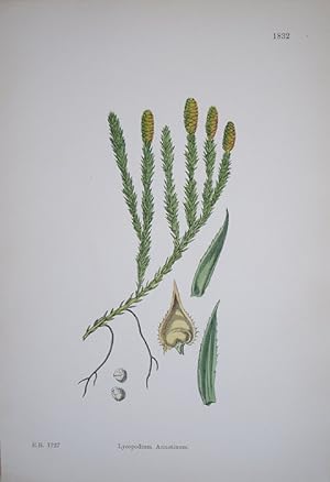 Seller image for Cryptogamia. Lycopodium Annotinum. Interrupted Club-moss. for sale by theoldmapman