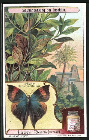 Seller image for Sammelbild Liebig, Schutzanpassung der Insekten, Indischer Blattschmetterling for sale by Bartko-Reher