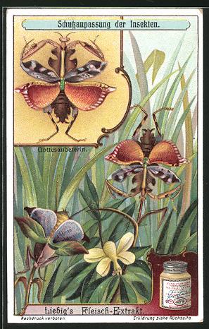 Seller image for Sammelbild Liebig, Schutzanpassung der Insekten, Gottesanbeterin for sale by Bartko-Reher