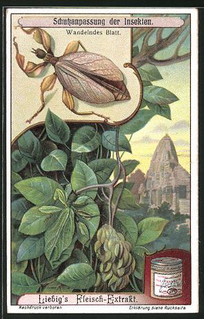 Seller image for Sammelbild Liebig, Schutzanpassung der Insekten, Wandelndes Blatt for sale by Bartko-Reher
