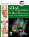 Seller image for Atlas de neurosciences humaines de Netter (French Edition) [FRENCH LANGUAGE - Hardcover ] for sale by booksXpress