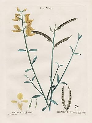 "Genista juncea" - Pfriemenginster Spartium Botanik botany