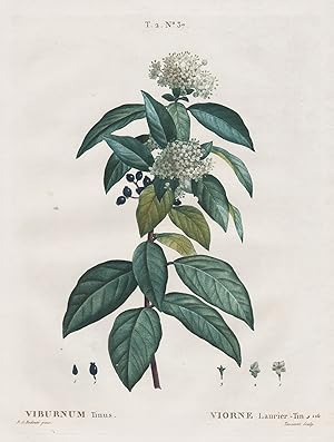 "Viburnum Tinus." - laurustinus Lorbeerblättriger Schneeball Botanik botany