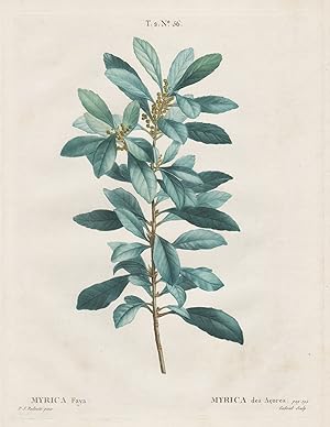 "Myrica Faya" - firetree Gagelbaum Botanik botany
