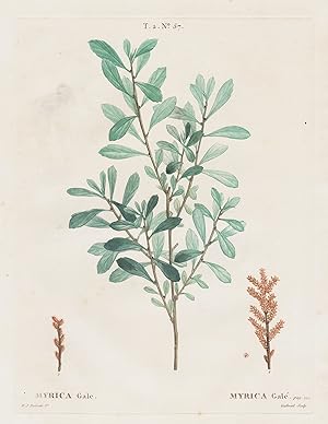 "Myrica Gale" - bog-myrtle Gagelstrauch Botanik botany