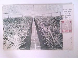 Bild des Verkufers fr Ponta Delgada Azores. Pine apple. Alte AK. zum Verkauf von ABC Versand e.K.