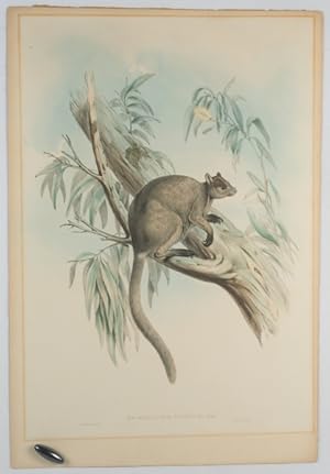 Seller image for Dendrolagus Inustus:-Mull. [Grizzled tree kangaroo] for sale by Asia Bookroom ANZAAB/ILAB