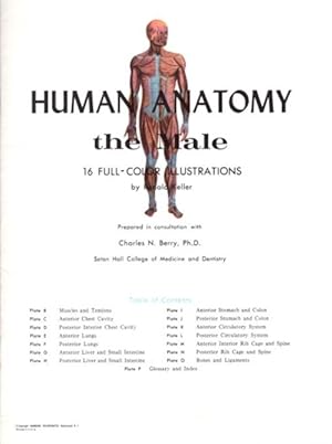 Seller image for HUMAN ANATOMY: THE MALE for sale by By The Way Books