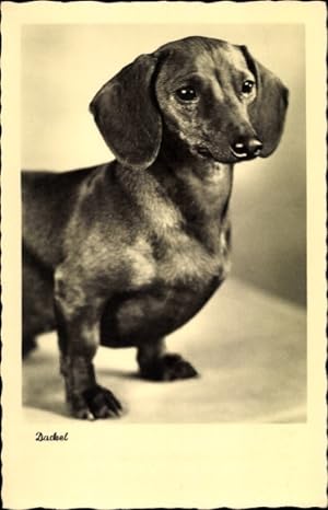Dackel  &  Irish  Wolfhound LEVRIER Windhund Postkarte DACHSHUND PK 
