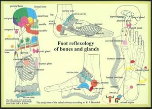 Bild des Verkufers fr Foot Reflexology of Bones & Glands -- A4 (Hardcover) zum Verkauf von Grand Eagle Retail