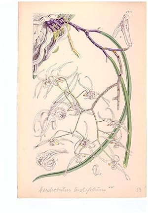 Dendrobium teretifolium R. Br. Altkolorierte Original-Lithographie (Aus: Curtis' Botanical Magazi...