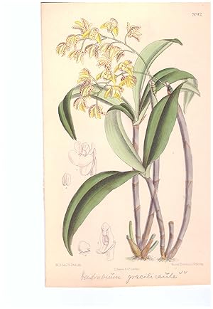 Dendrobium gracilicaule F. Muell. Altkolorierte Original-Lithographie (Aus: Curtis' Botanical Mag...