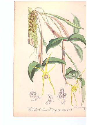 Dendrobium tetragonum A. Cunn. ex Lindl. Altkolorierte Original-Lithographie (Aus: Curtis' Botani...