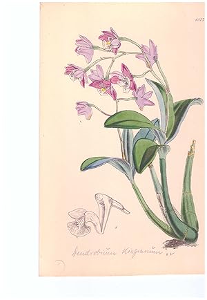 Dendrobium kingianum Bidwill ex Lindl. Altkolorierte Original-Lithographie (Aus: Curtis' Botanica...