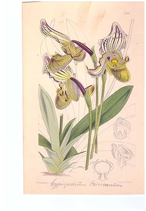 Paphiopedilum fairrieanum (Lindl.) Stein / Cypripedium fairrieanum Lindl. Altkolorierte Original-...