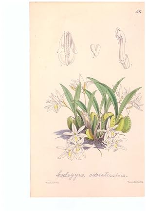 Coelogyne odoratissima Lindl. Altkolorierte Original-Lithographie (Aus: Curtis' Botanical Magazin...