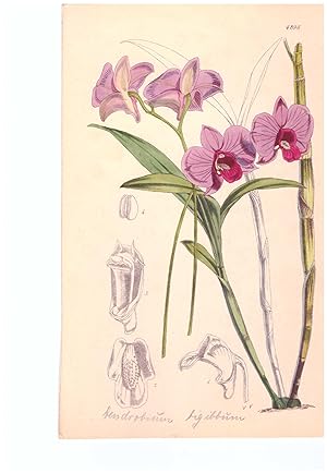 Dendrobium bigibbum Lindl. Altkolorierte Original-Lithographie (Aus: Curtis' Botanical Magazine, ...