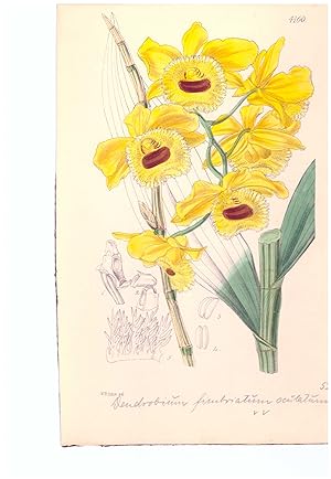 Dendrobium fimbriatum Hook. Altkolorierte Original-Lithographie (Aus: Curtis' Botanical Magazine,...