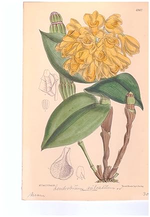 Dendrobium Sulcatum. Altkolorierte Original-Lithographie (Aus: Curtis' Botanical Magazine, No. 69...