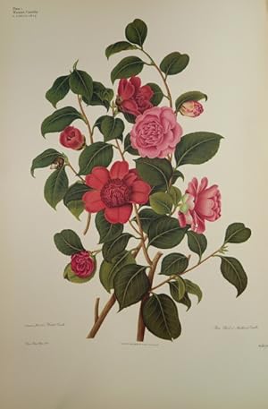 Great Flower Books 1700-1900: A Bibliographical Record of Two Centuries of Finely-Illustrated Flo...