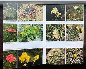 Image du vendeur pour Flowers of the South-West Europe, a Field Guide mis en vente par wild goose books